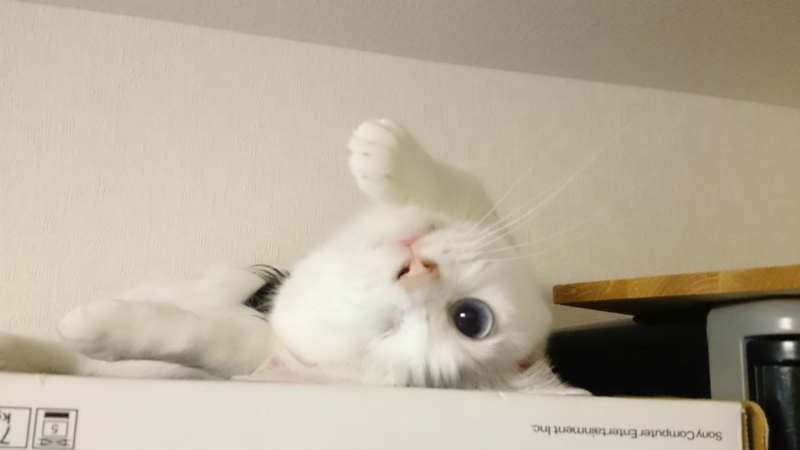 f:id:gosaku13:20170720104520j:image