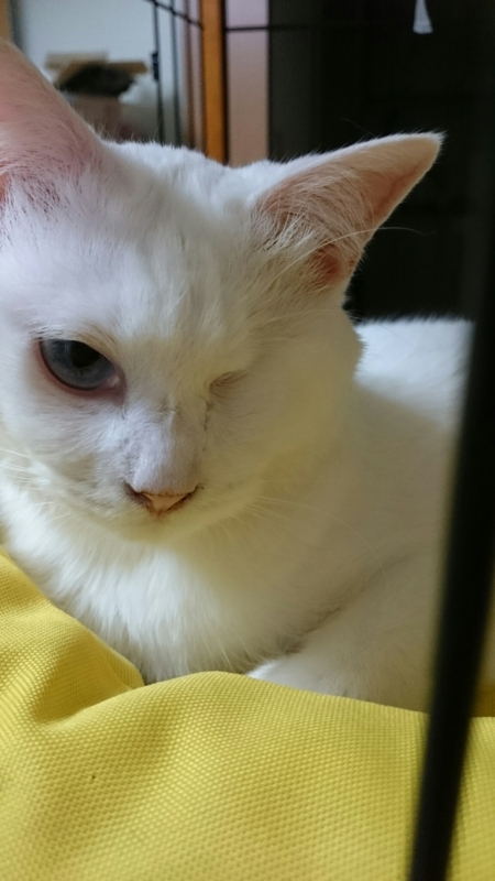 f:id:gosaku13:20170723194514j:image