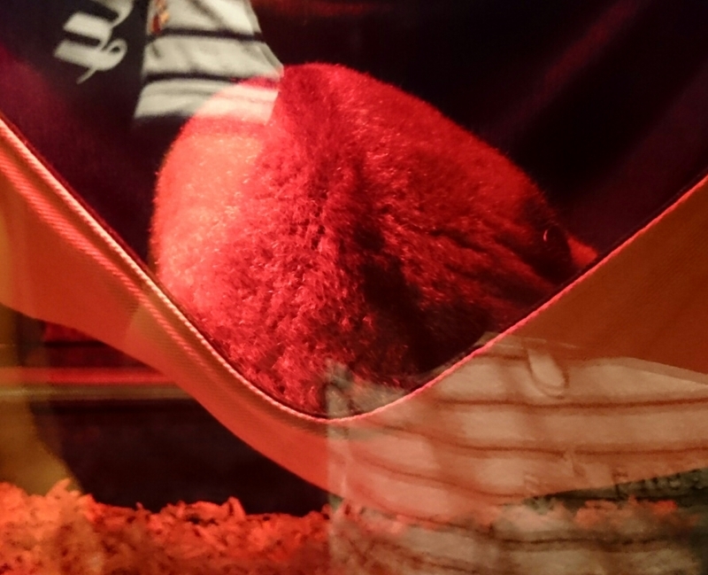 f:id:gosaku13:20170723194524j:image