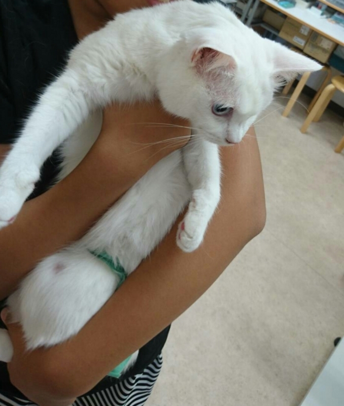 f:id:gosaku13:20170726120207j:image