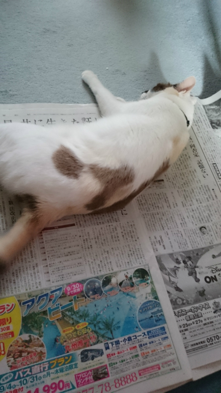 f:id:gosaku13:20170727112657j:image