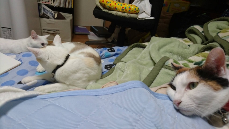 f:id:gosaku13:20170802104016j:image