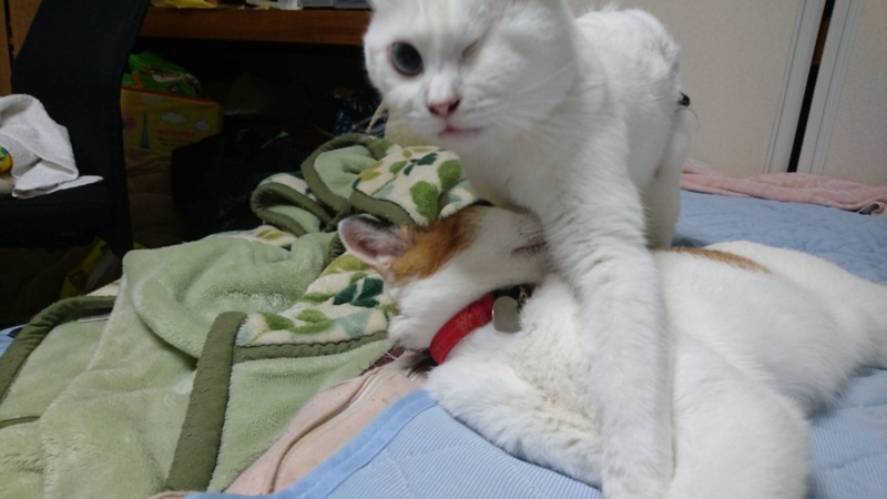 f:id:gosaku13:20170802104223j:image