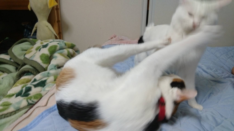 f:id:gosaku13:20170802104227j:image