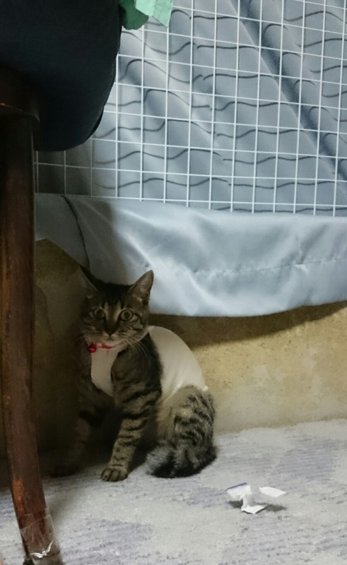 f:id:gosaku13:20170803124510j:image