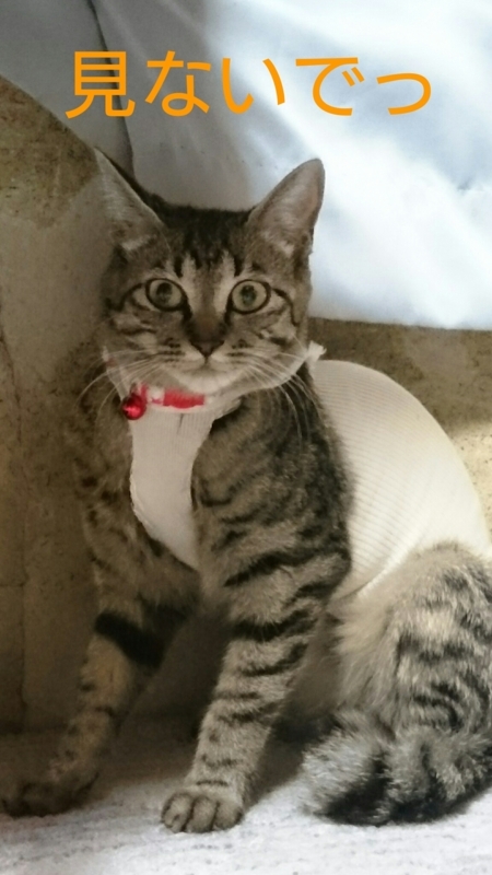 f:id:gosaku13:20170803124514j:image