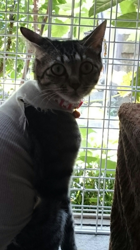 f:id:gosaku13:20170805140951j:image