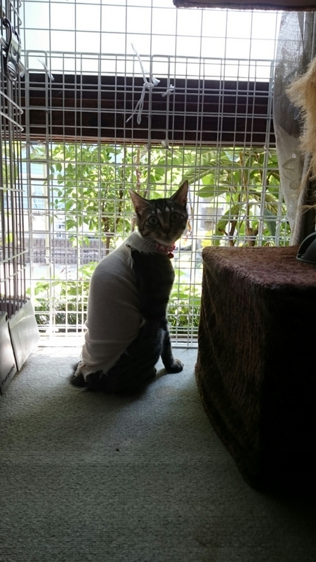 f:id:gosaku13:20170805140956j:image