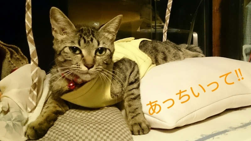 f:id:gosaku13:20170806214608j:image