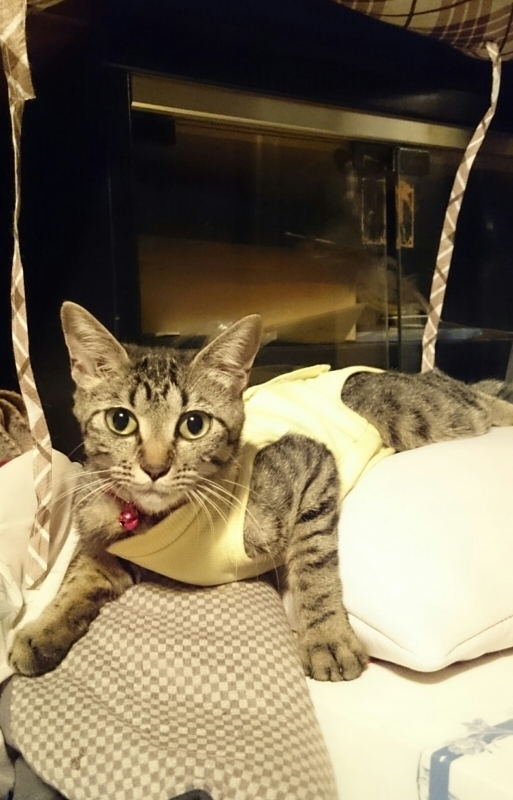 f:id:gosaku13:20170806214613j:image