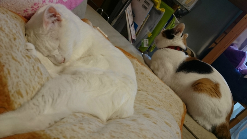 f:id:gosaku13:20170809222030j:image