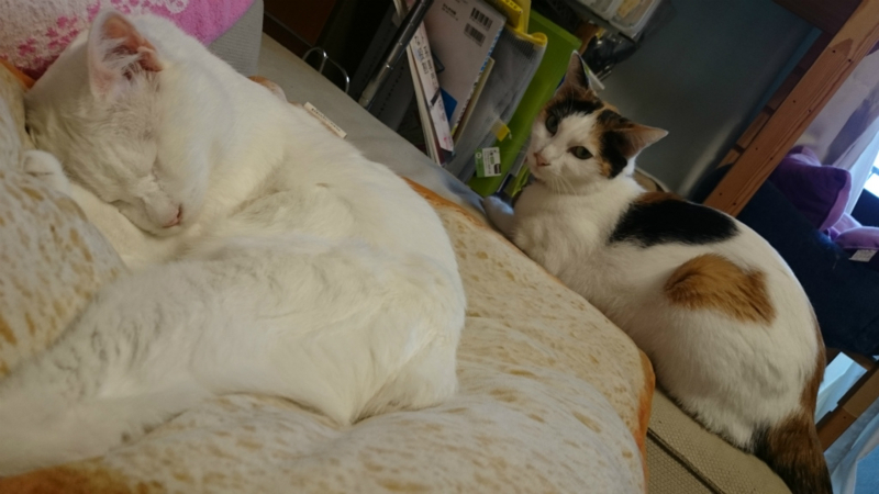 f:id:gosaku13:20170809222118j:image