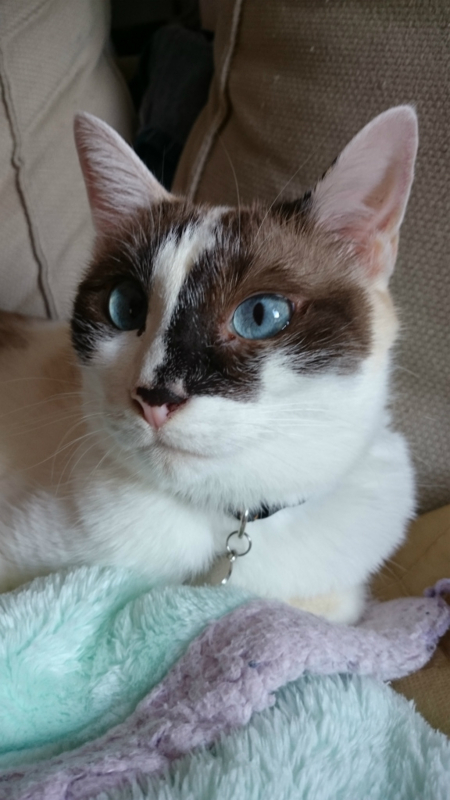 f:id:gosaku13:20170813134328j:image