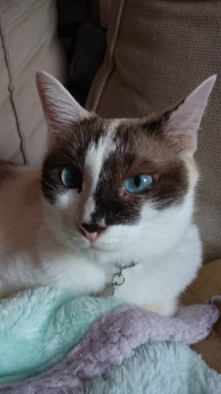 f:id:gosaku13:20170813134430j:image