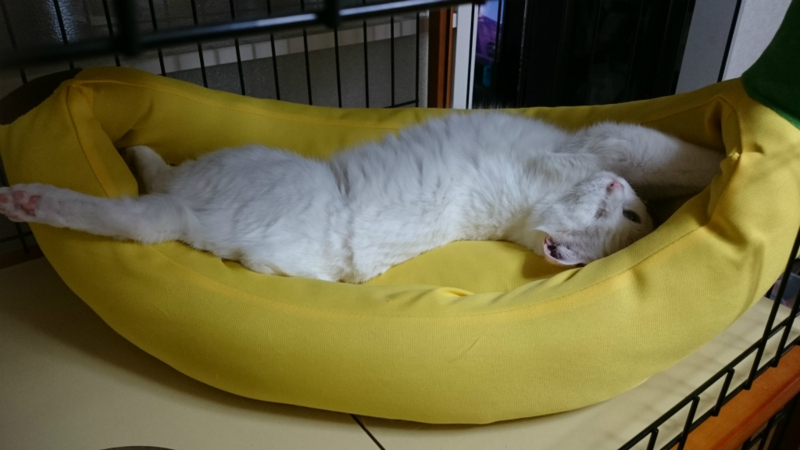 f:id:gosaku13:20170813134528j:image