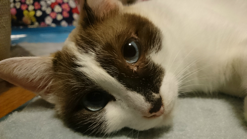 f:id:gosaku13:20170814233250j:image