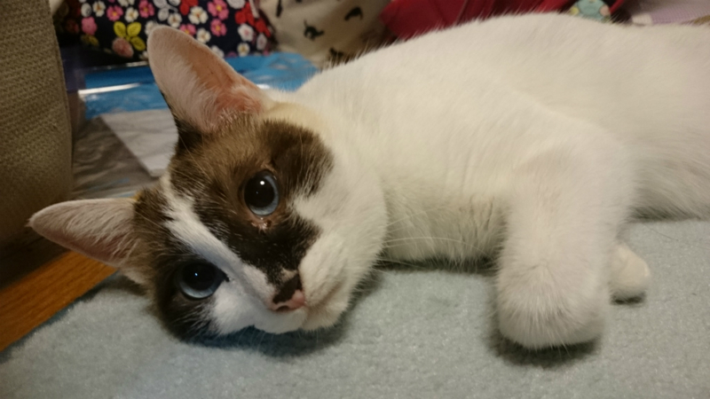 f:id:gosaku13:20170814233325j:image