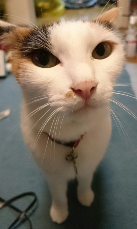 f:id:gosaku13:20170815135832j:image