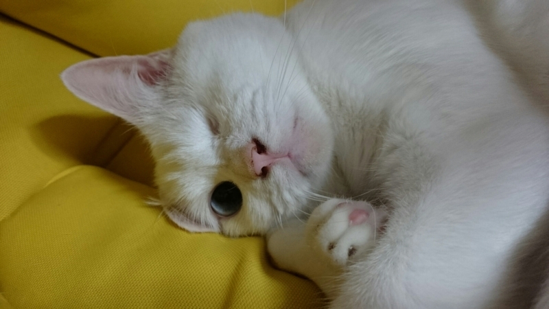 f:id:gosaku13:20170815135838j:image