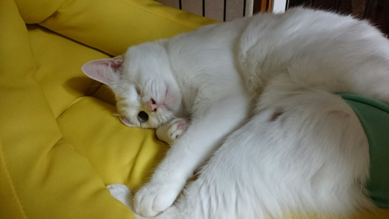 f:id:gosaku13:20170815135843j:image