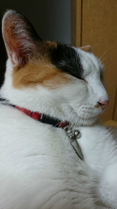 f:id:gosaku13:20170816194131j:image