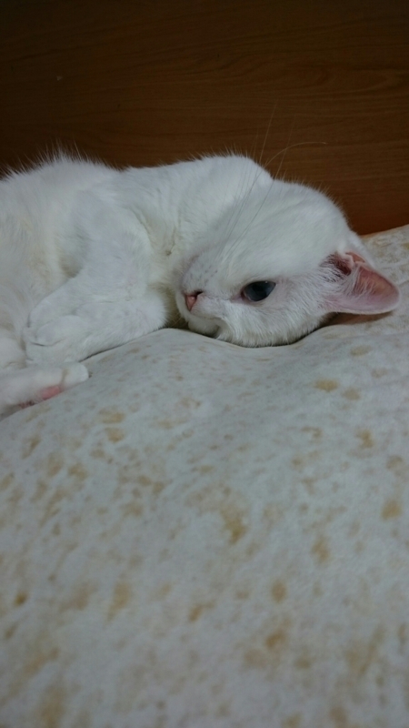 f:id:gosaku13:20170817085751j:image