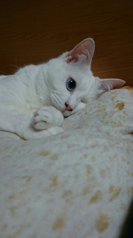 f:id:gosaku13:20170817085755j:image