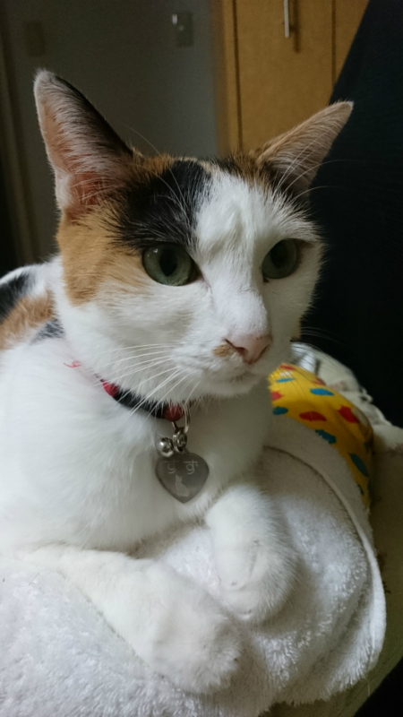 f:id:gosaku13:20170822120244j:image