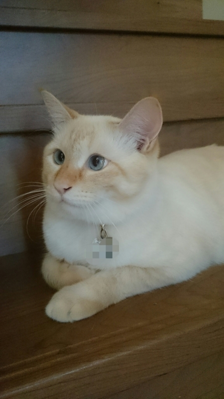 f:id:gosaku13:20170823175433j:image