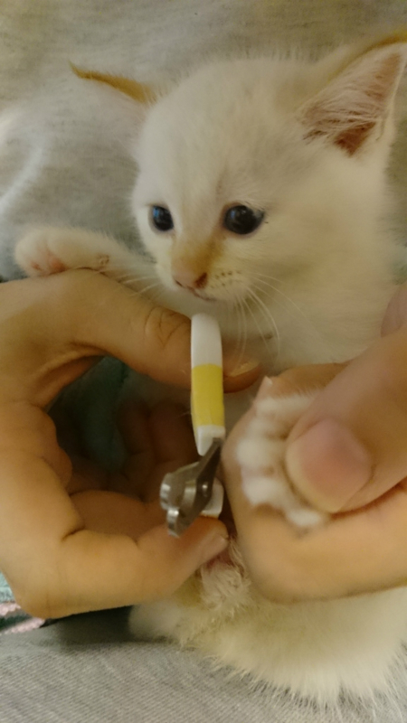 f:id:gosaku13:20170823215317j:image