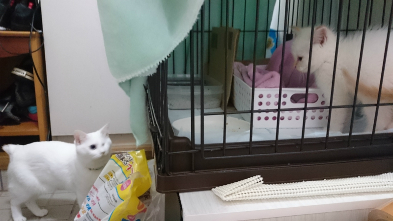 f:id:gosaku13:20170823215321j:image