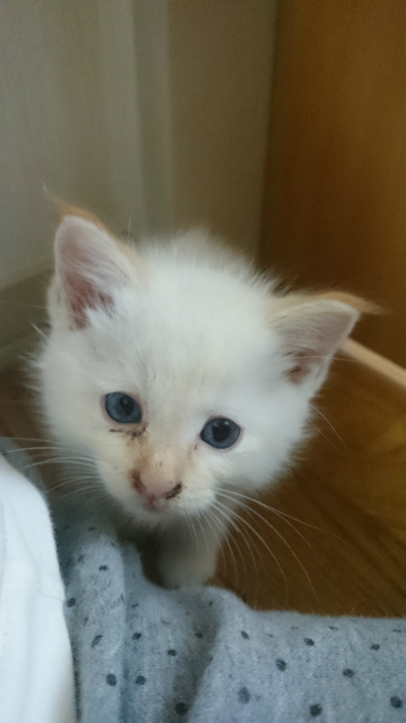 f:id:gosaku13:20170823215325j:image