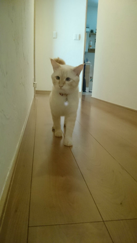 f:id:gosaku13:20170823215715j:image