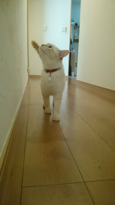 f:id:gosaku13:20170823215718j:image