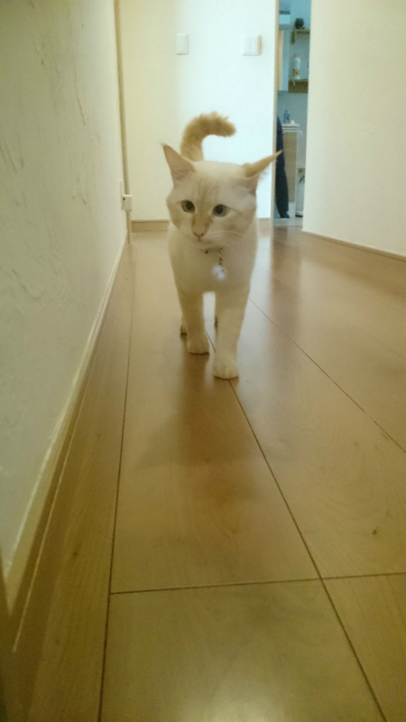 f:id:gosaku13:20170823215723j:image