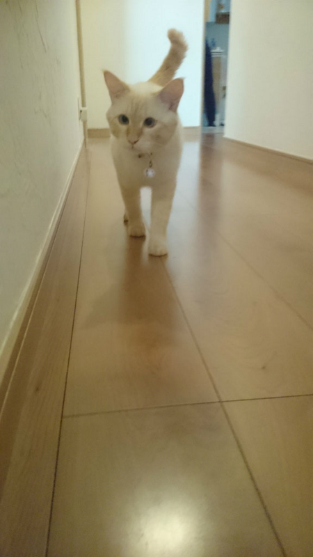 f:id:gosaku13:20170823215727j:image