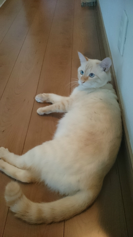 f:id:gosaku13:20170823215916j:image