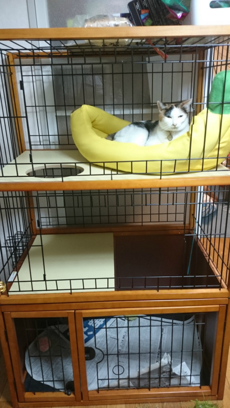 f:id:gosaku13:20170824213559j:image