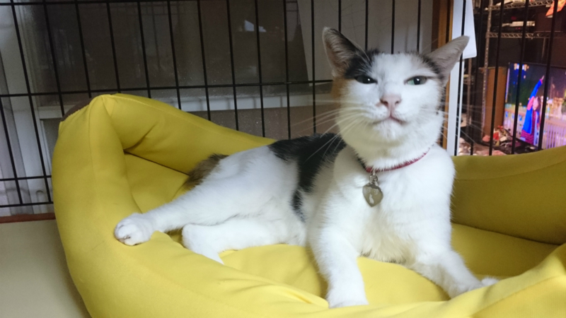 f:id:gosaku13:20170824213645j:image