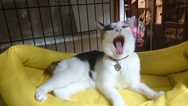 f:id:gosaku13:20170824213713j:image