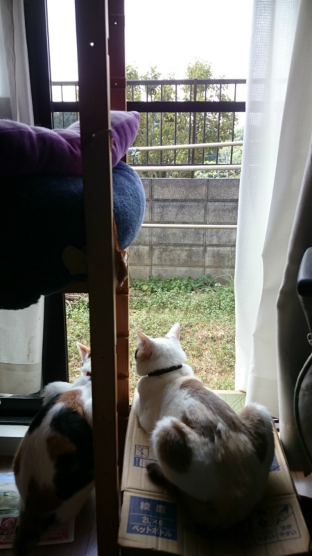 f:id:gosaku13:20170825221616j:image