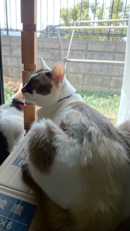 f:id:gosaku13:20170825221621j:image