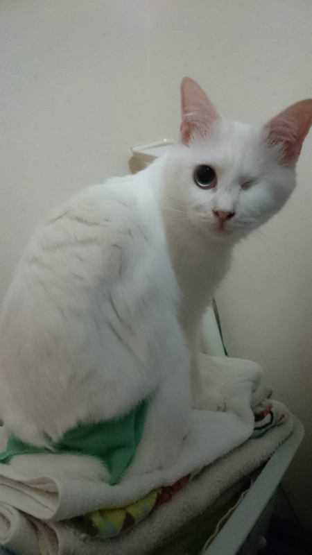 f:id:gosaku13:20170826160648j:image