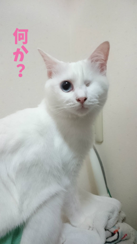 f:id:gosaku13:20170826160742j:image