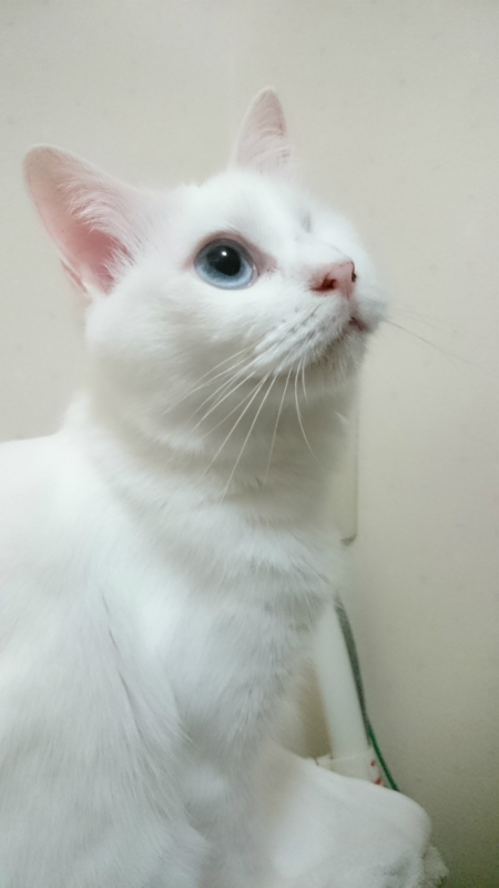 f:id:gosaku13:20170826161124j:image