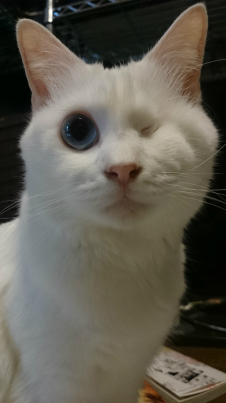 f:id:gosaku13:20170829145956j:image