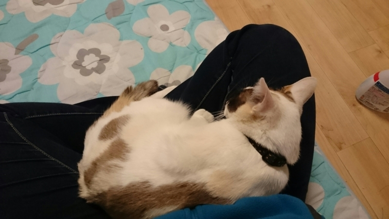 f:id:gosaku13:20180404204702j:image