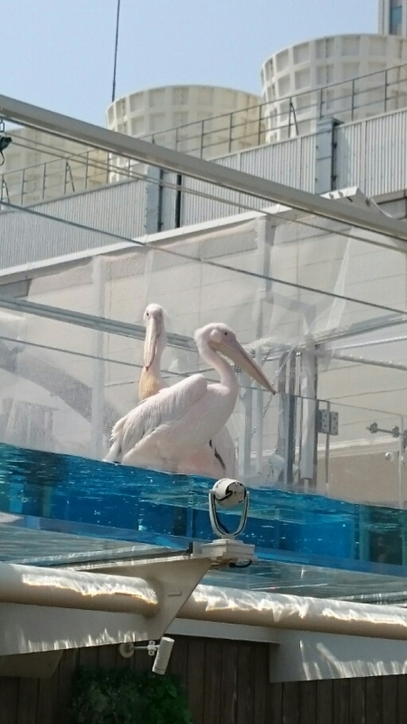 f:id:gosaku13:20180404204709j:image