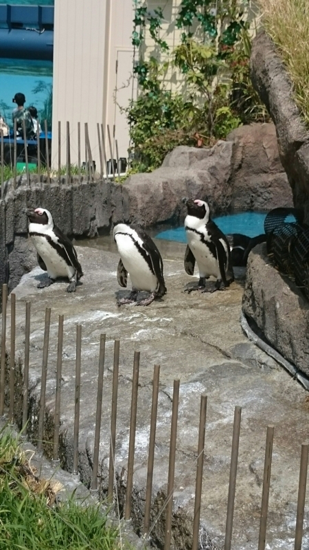 f:id:gosaku13:20180404204717j:image