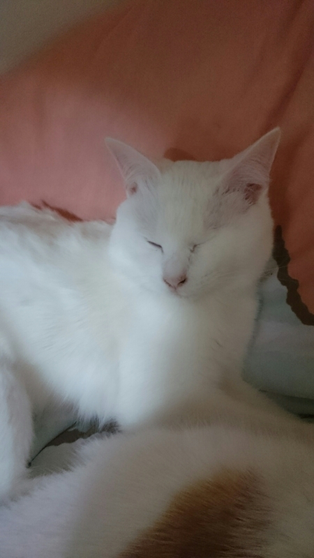 f:id:gosaku13:20180412205104j:image